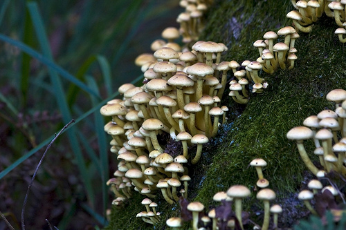colonia...(Hypholoma fasciculare)