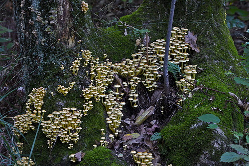 colonia...(Hypholoma fasciculare)