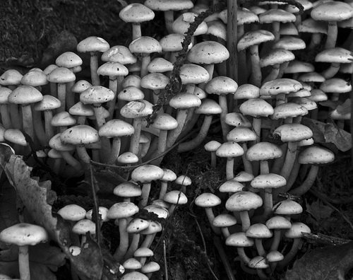 colonia...(Hypholoma fasciculare)