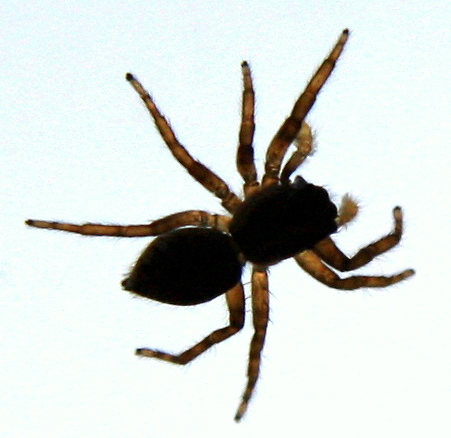 Salticidae