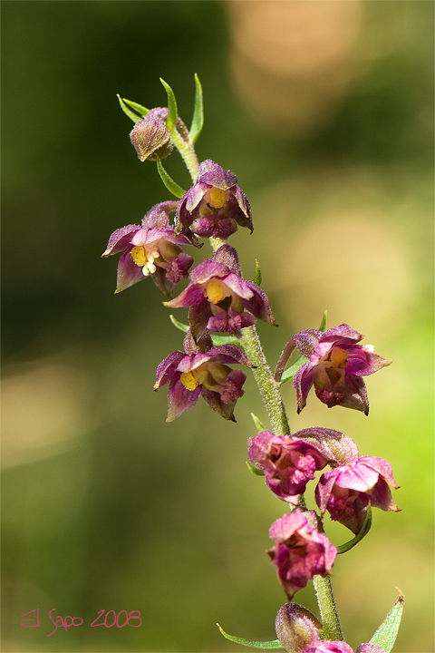 Epipactis bergamasche