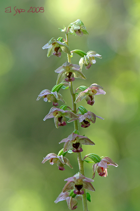 Epipactis bergamasche