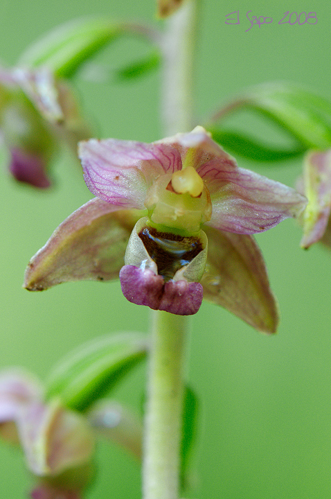 Epipactis bergamasche