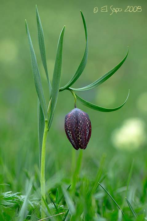 Fritillaria burnatii / Fritillaria di Burnat