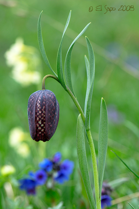 Fritillaria burnatii / Fritillaria di Burnat
