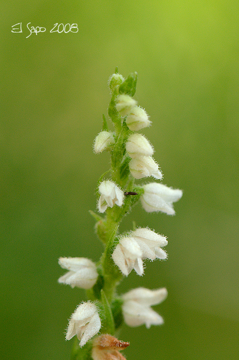 Goodyera repens