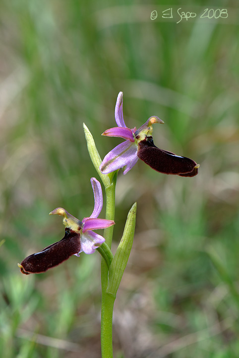 Conferme identificazioni Orchis