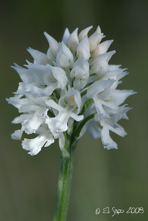 Orchis tridentata albina