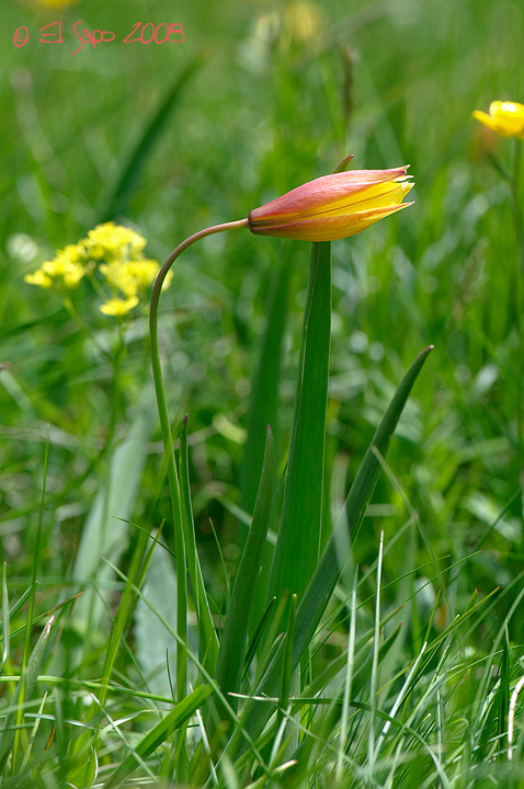 Tulipa australis / Tulipano montano