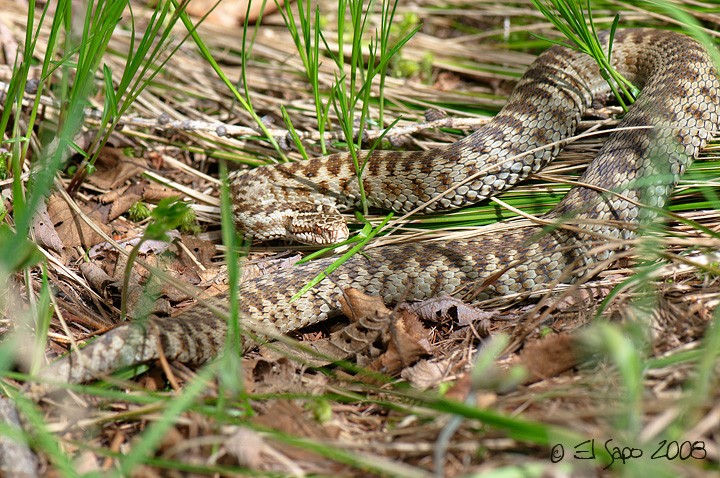 Vipera da determinare (provincia BS)