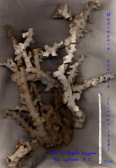Paramuricea bicolore