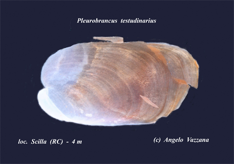 Pleurobranchus testudinarius