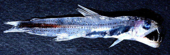 Evermannella balbo (Risso, 1820)