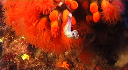 Chromodoris cf britoi