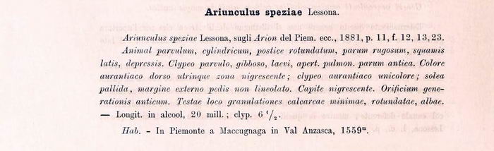 Ariunculus mortilleti  Lessona, 1881 a Piedicavallo (BI)