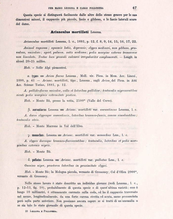 Ariunculus mortilleti  Lessona, 1881 a Piedicavallo (BI)