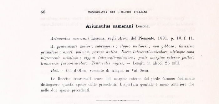 Ariunculus mortilleti  Lessona, 1881 a Piedicavallo (BI)
