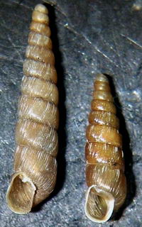 Tabella della Famiglia Clausilidae