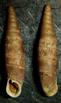 Tabella della Famiglia Clausilidae