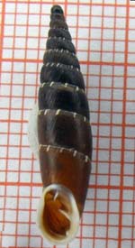 Tabella della Famiglia Clausilidae