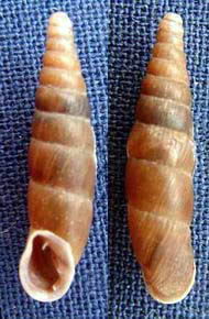 Tabella della Famiglia Clausilidae