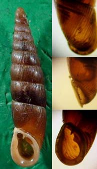 Tabella della Famiglia Clausilidae