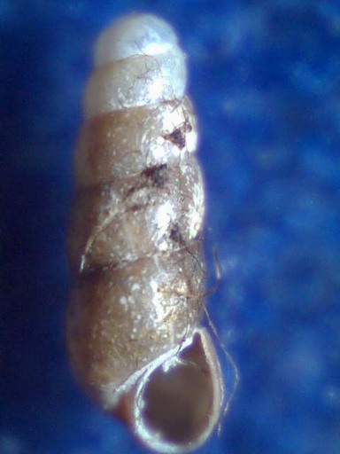 Platyla gracilis (Clessin 1877)