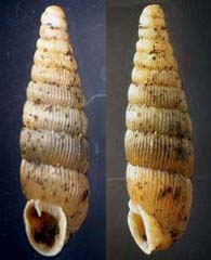 Tabella della Famiglia Clausilidae