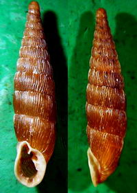 Tabella della Famiglia Clausilidae