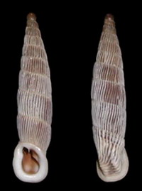 Tabella della Famiglia Clausilidae
