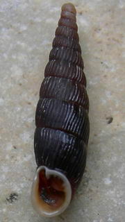 Tabella della Famiglia Clausilidae