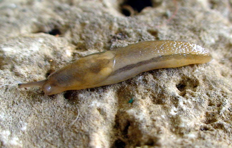 Limax delle Apuane