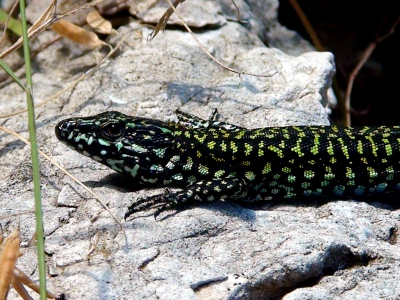 p. muralis
