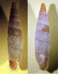 Tabella della Famiglia Clausilidae
