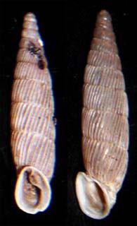 Tabella della Famiglia Clausilidae