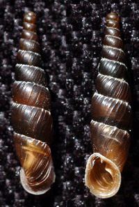 Tabella della Famiglia Clausilidae
