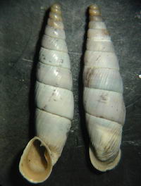 Tabella della Famiglia Clausilidae