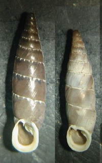 Tabella della Famiglia Clausilidae