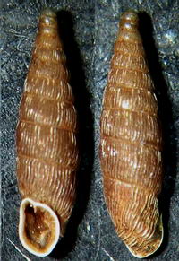 Tabella della Famiglia Clausilidae