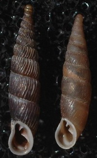 Tabella della Famiglia Clausilidae