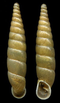Tabella della Famiglia Clausilidae