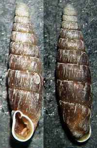 Tabella della Famiglia Clausilidae