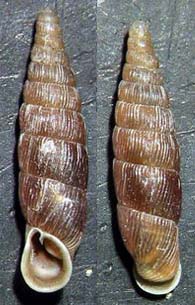 Tabella della Famiglia Clausilidae