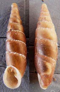 Tabella della Famiglia Clausilidae
