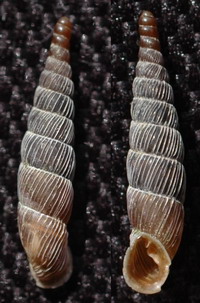 Tabella della Famiglia Clausilidae