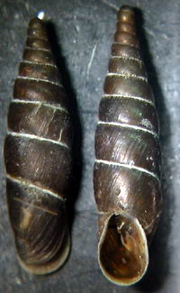 Tabella della Famiglia Clausilidae