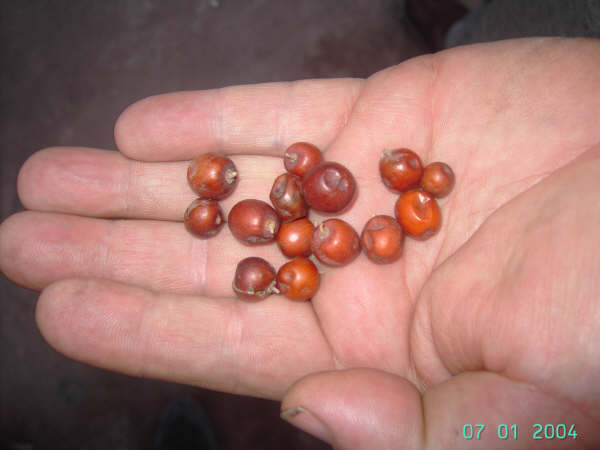 frutti argentini