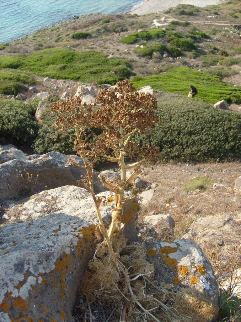 Ferula arrigonii / Ferula di Arrigoni