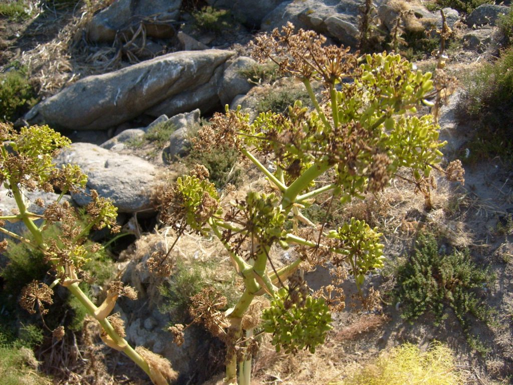 Ferula arrigonii / Ferula di Arrigoni