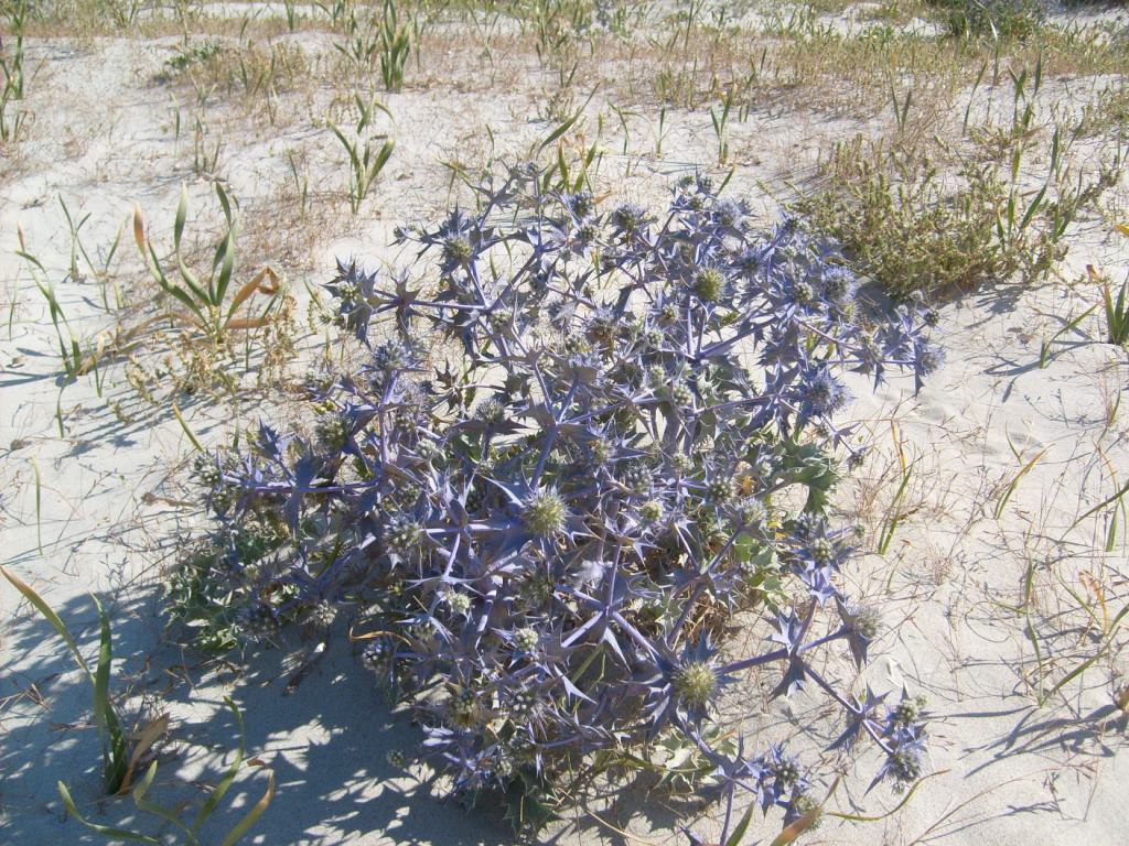Eryngium maritimum / Calcatreppola marittima